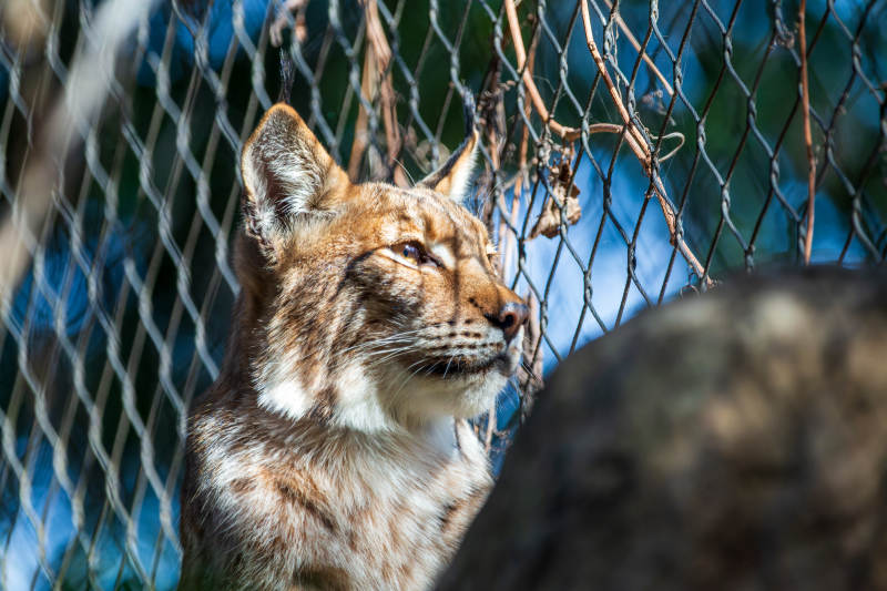 金猫凝视远方图片