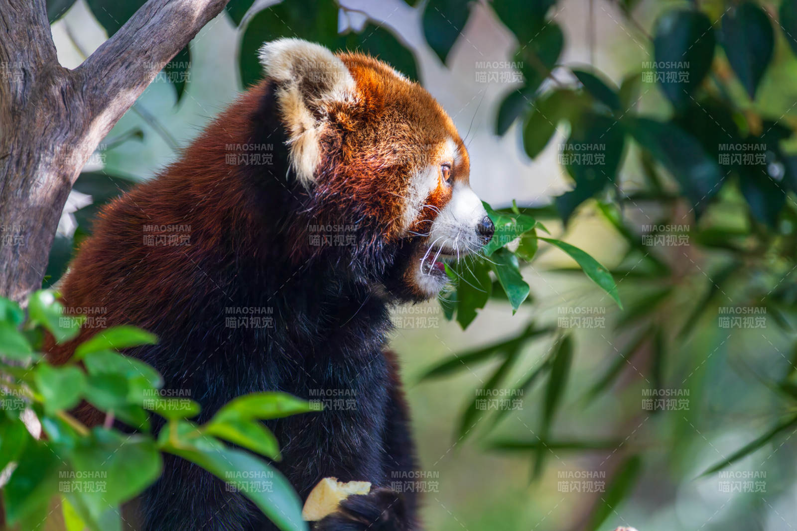 红熊猫啃叶图片