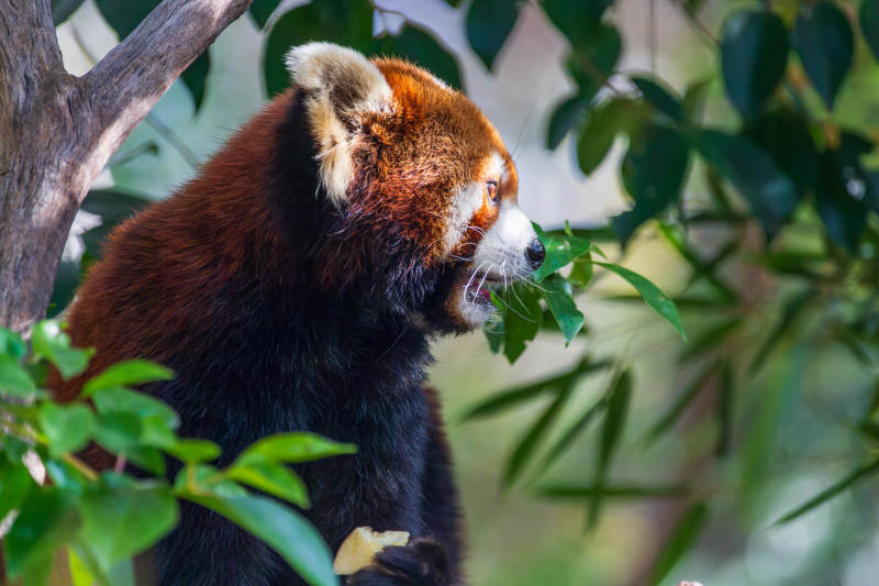 红熊猫啃叶图片