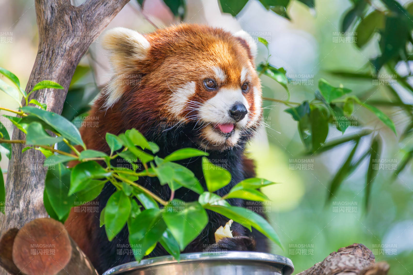 红熊猫啃食竹叶图片