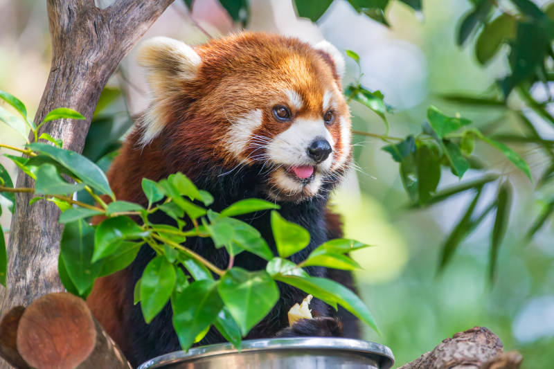 红熊猫啃食竹叶图片