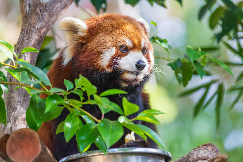 红熊猫栖息树间图片