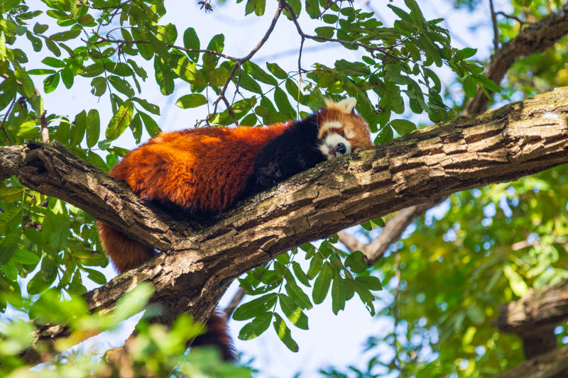 红熊猫树上休憩图片