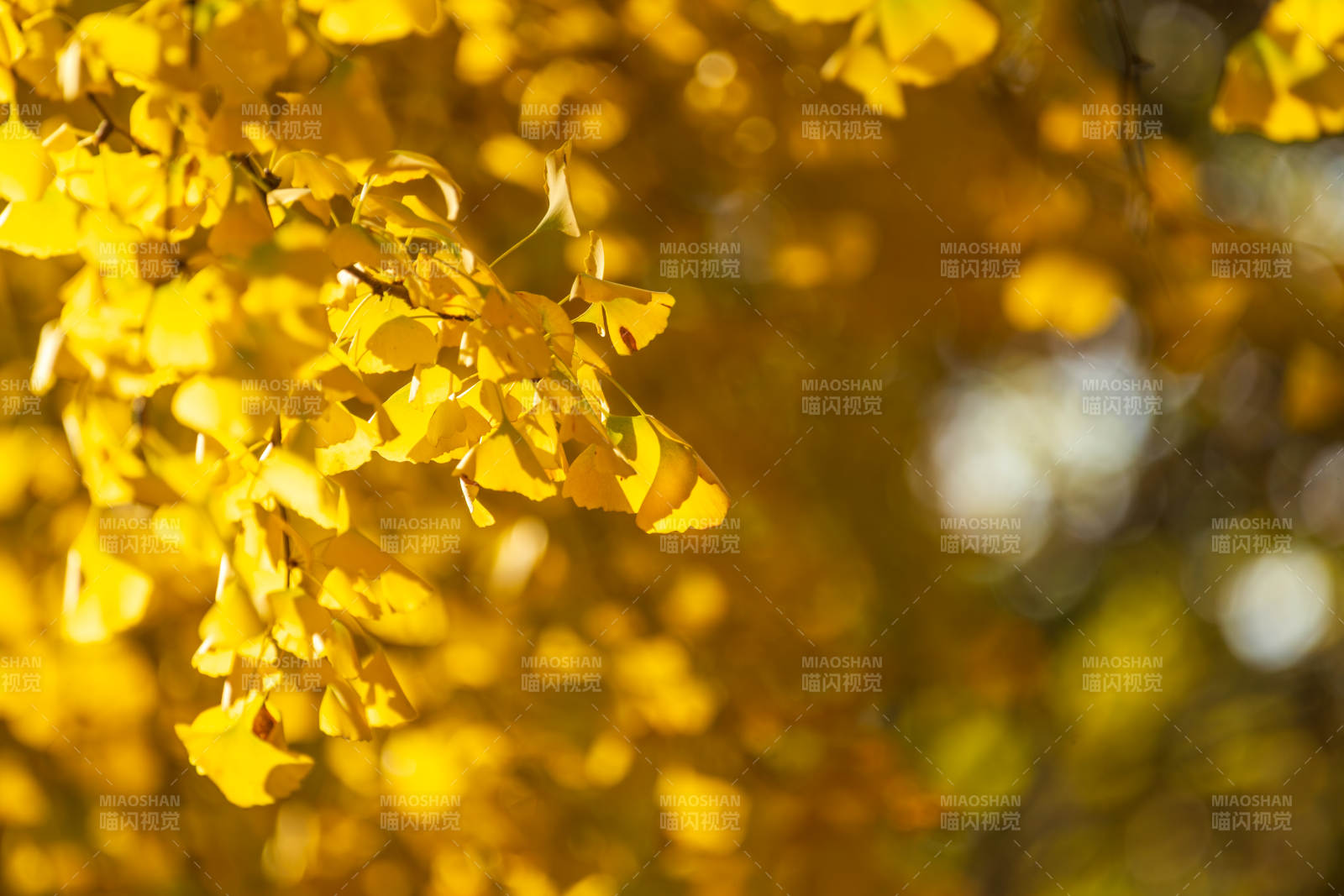 金秋黄叶纷飞图片