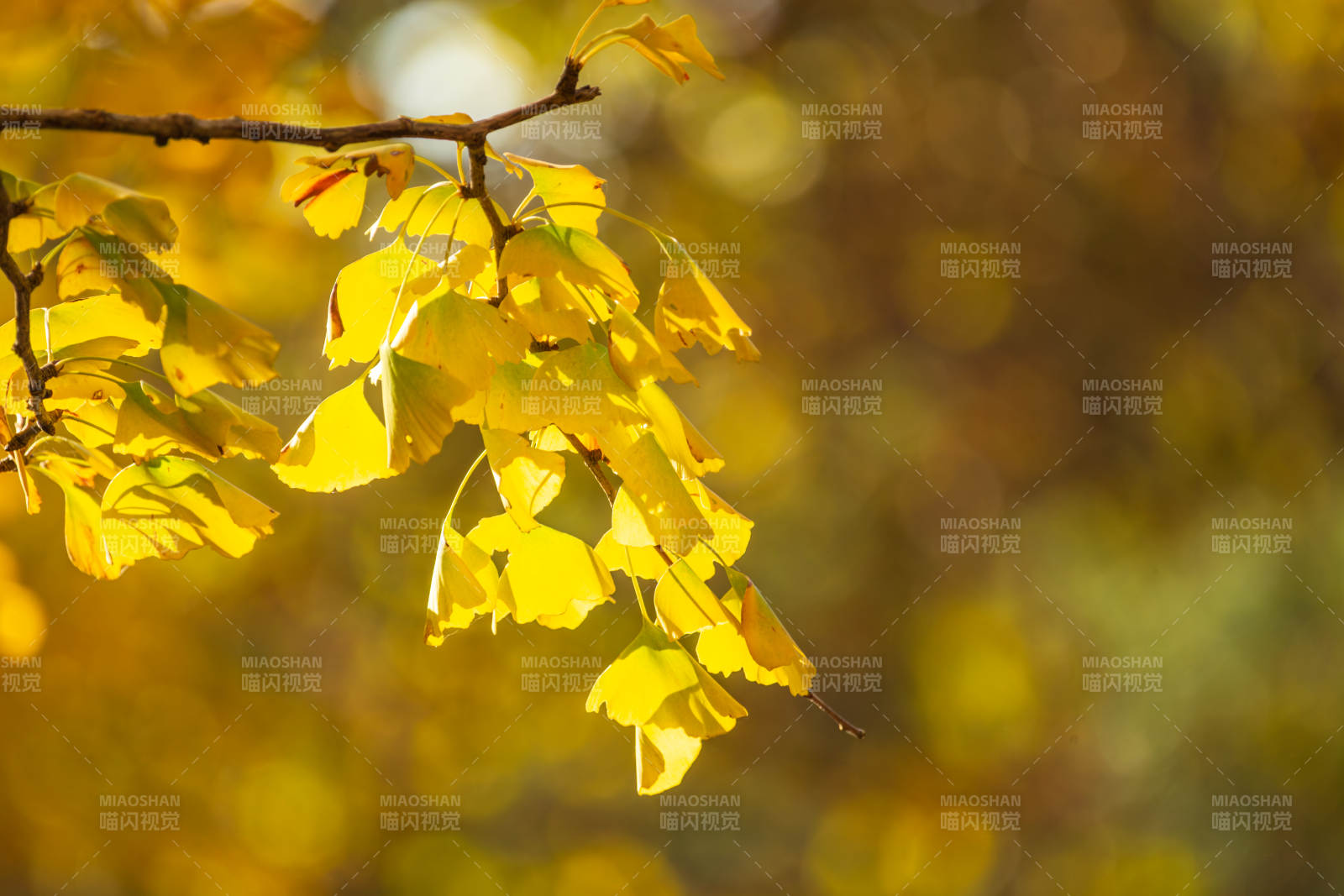 秋叶金黄 光影斑驳图片