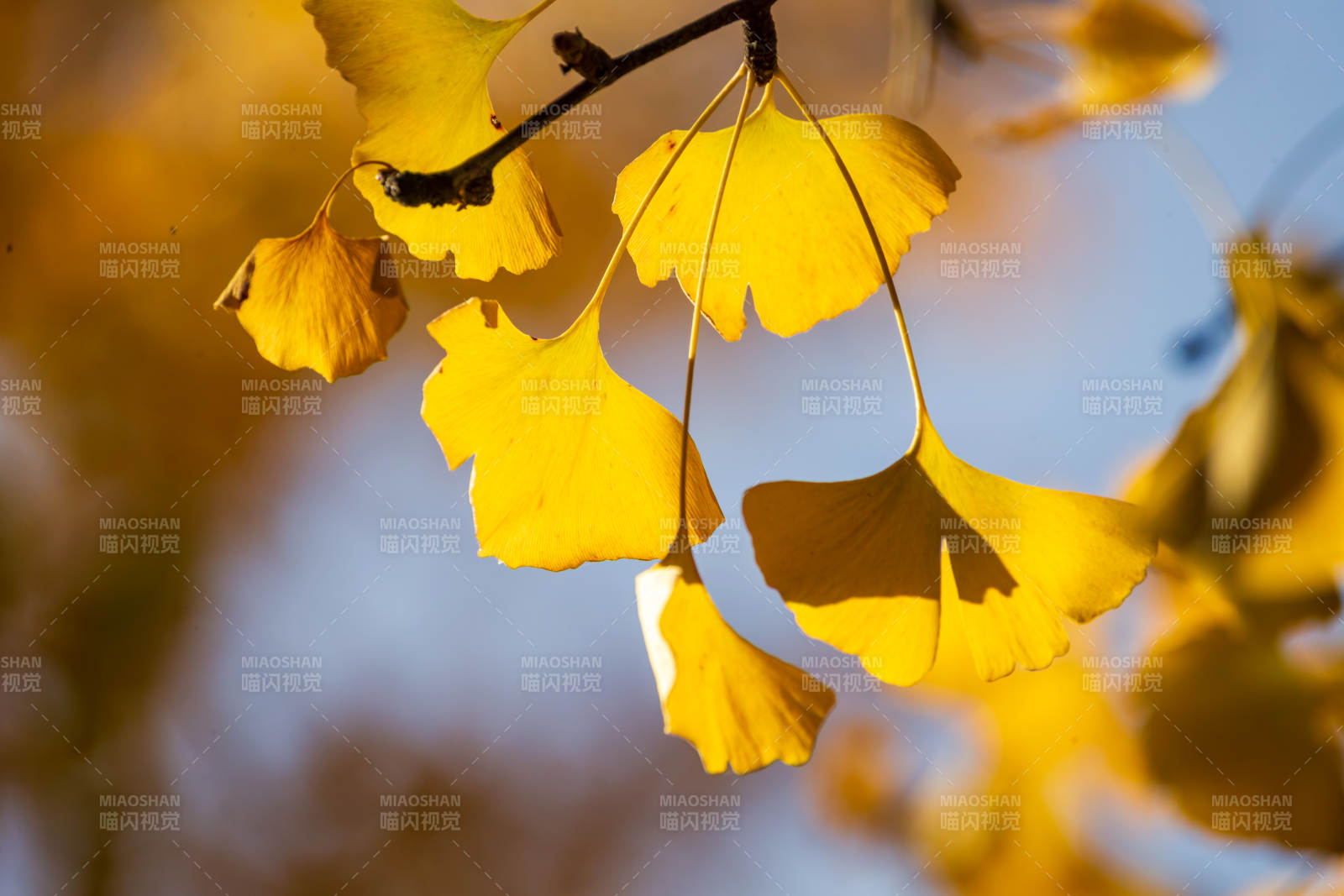 秋日银杏叶图片