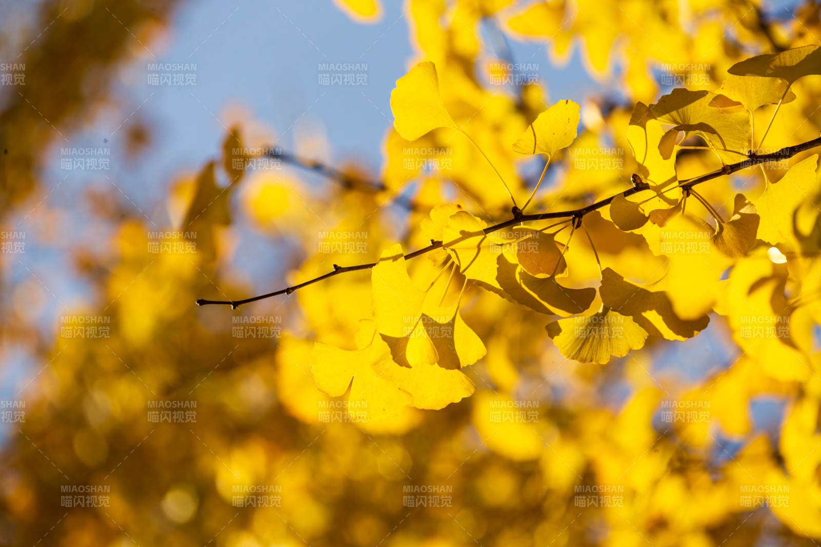 秋叶金黄 枝头灿烂图片