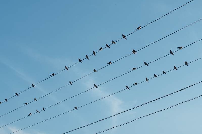 电线上的小鸟图片