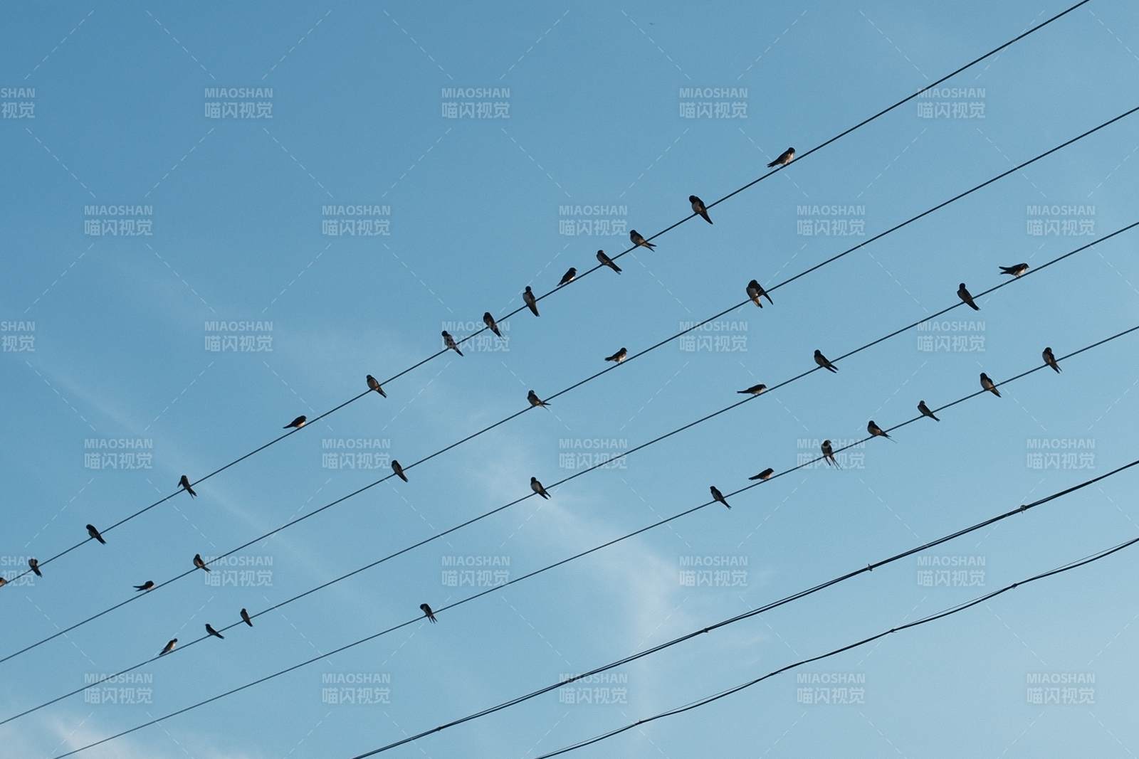 电线上的小鸟图片