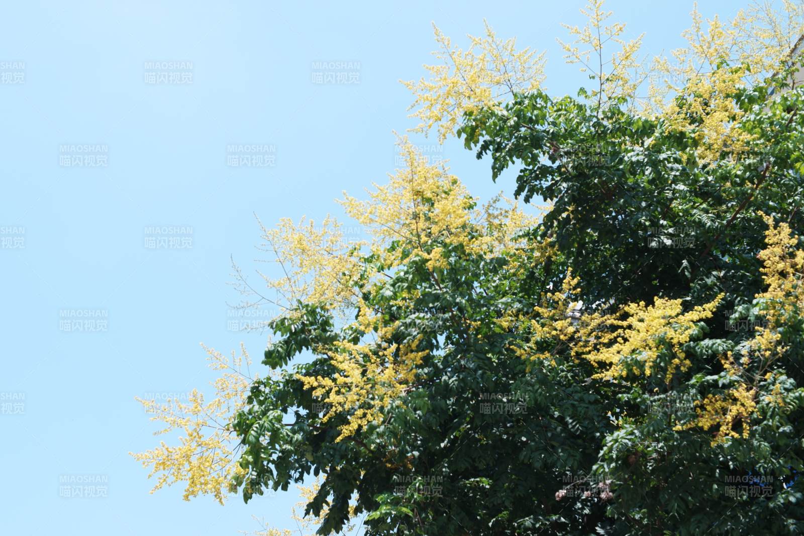 黄花绿叶映蓝天图片