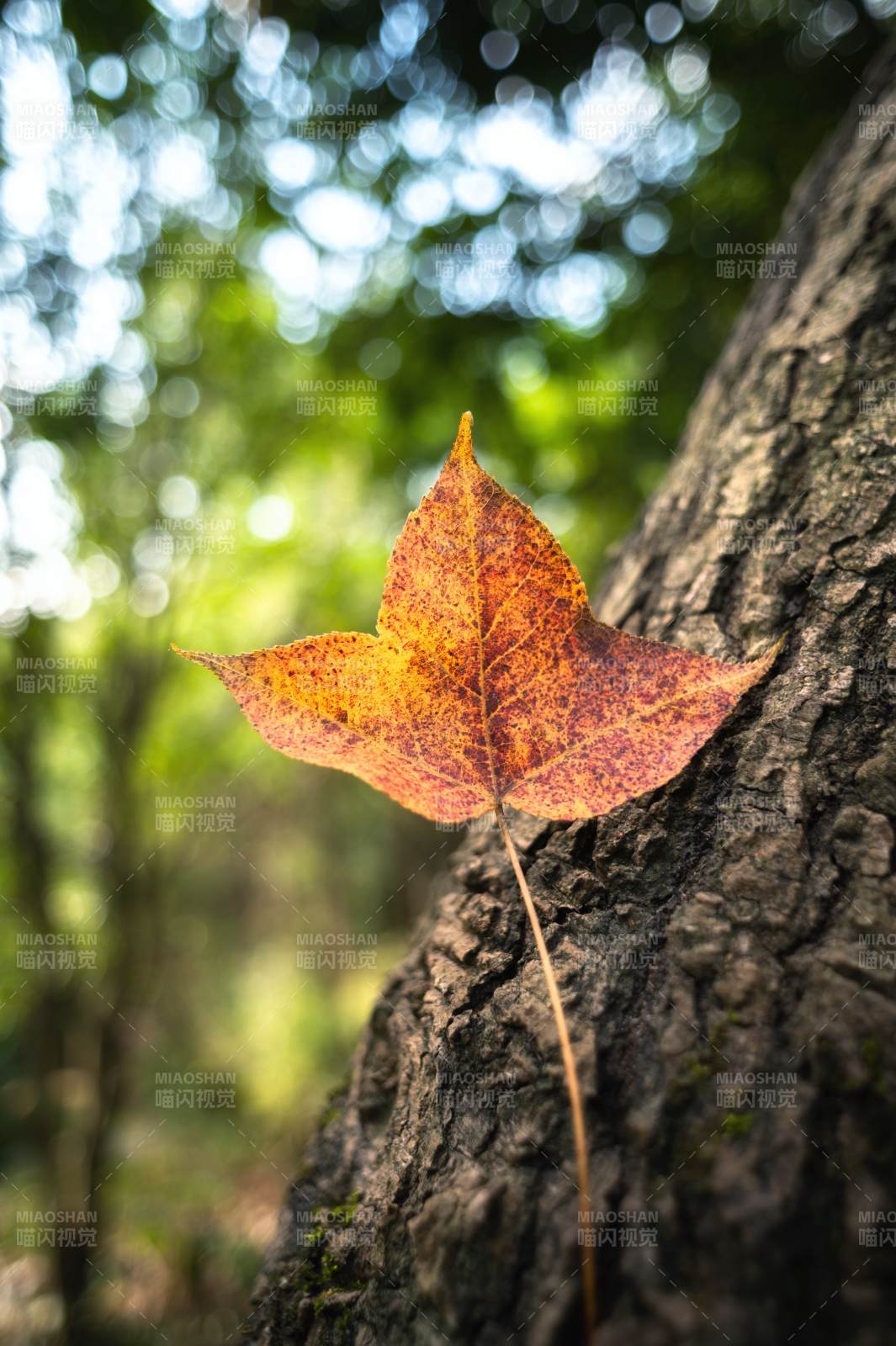 秋叶依树 静美如诗图片