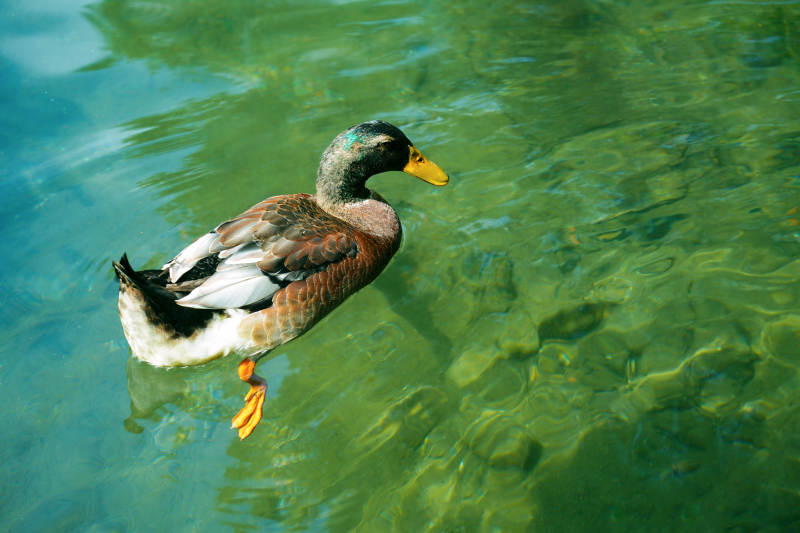 鸭子游水图片