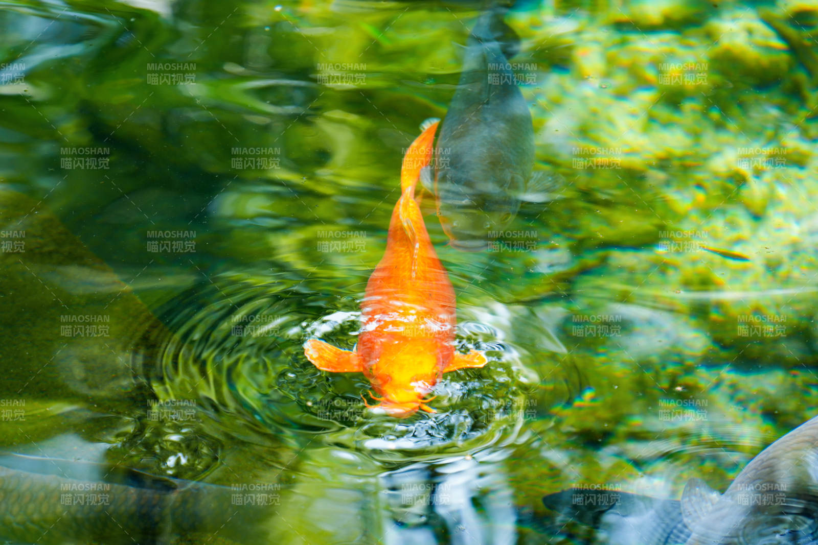 金鱼跃水图片