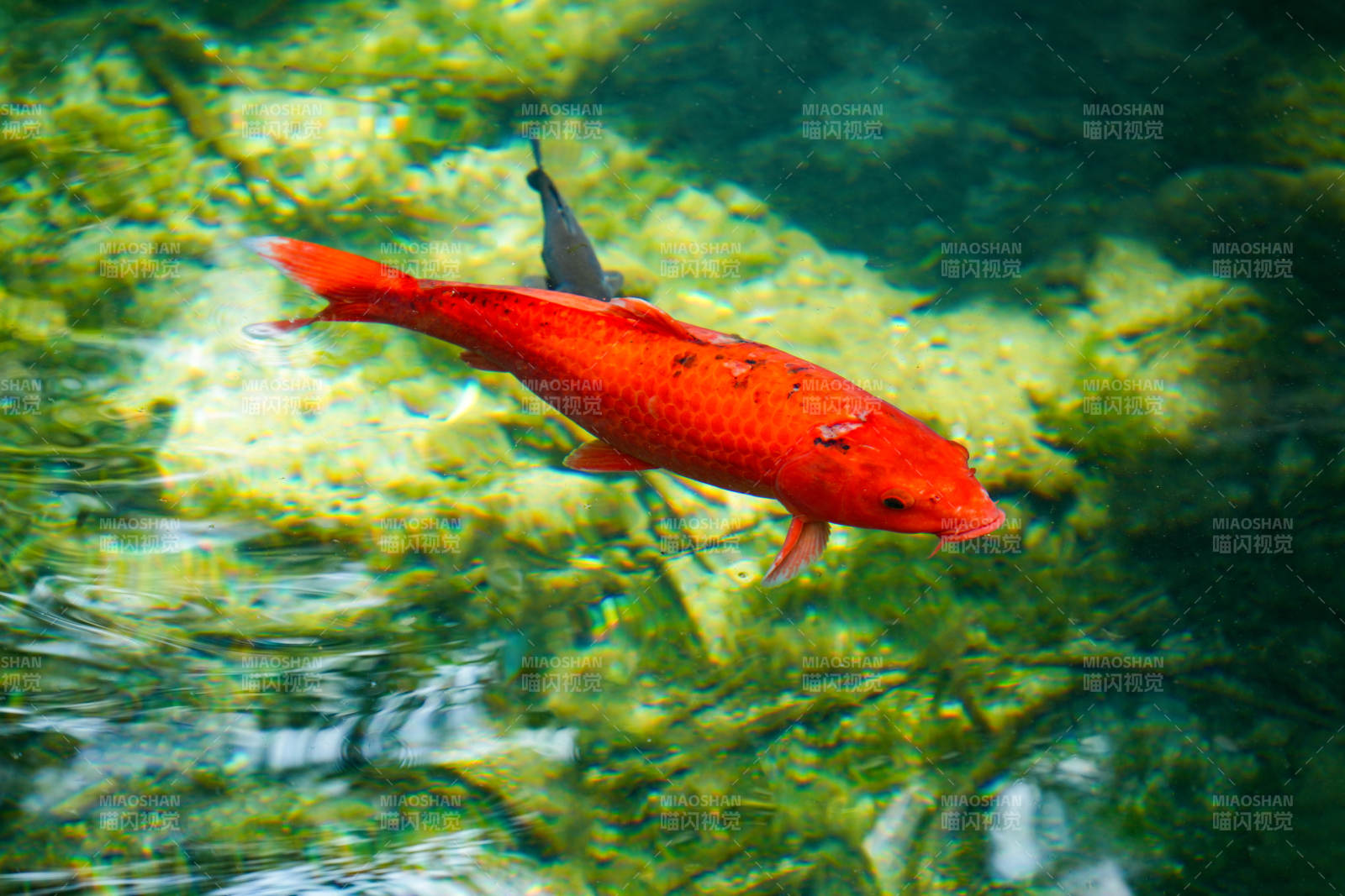 红鲤游水底图片
