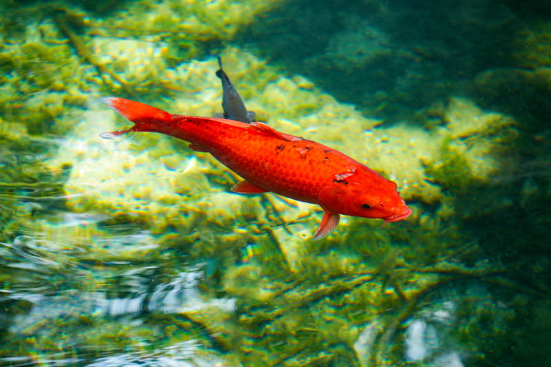 红鲤游水底图片