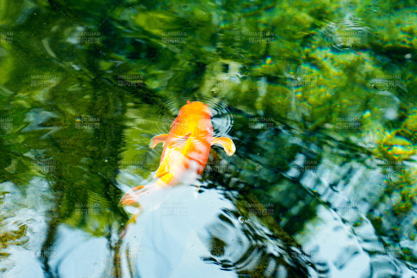锦鲤戏水图片