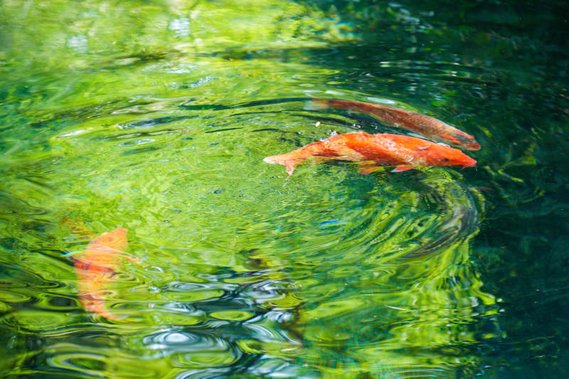 锦鲤游绿波图片