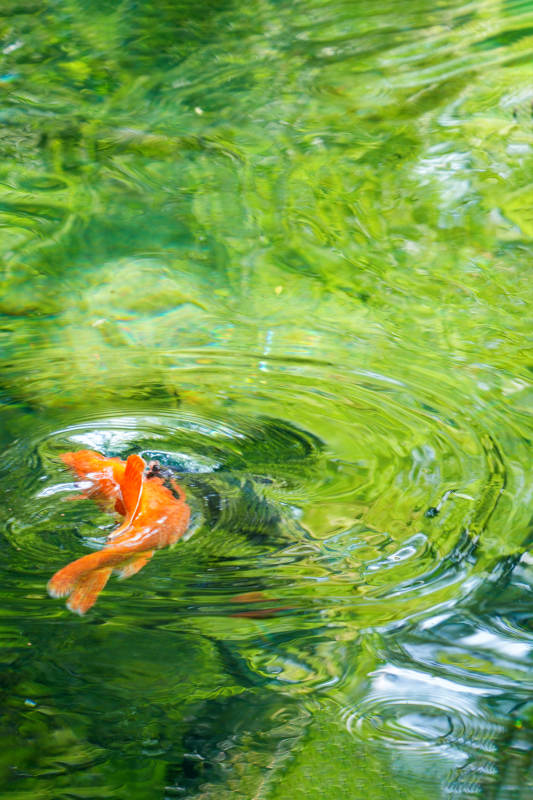 锦鲤戏水绿波中图片