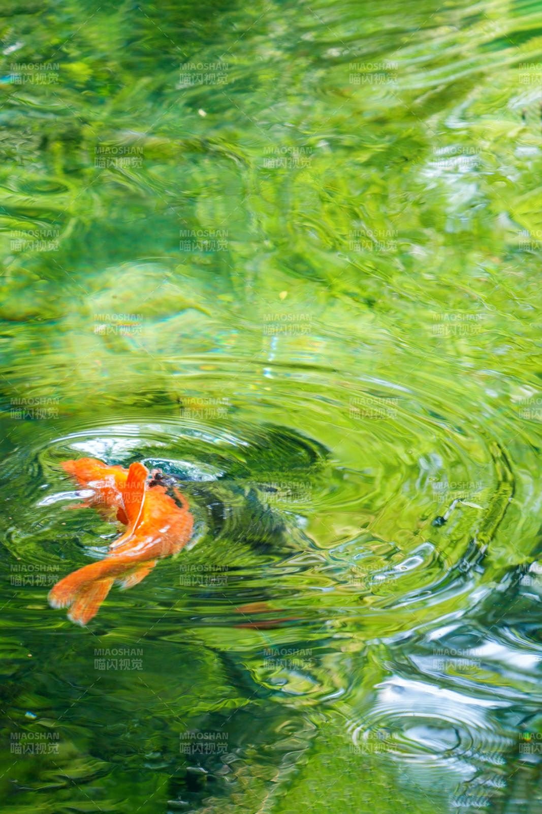 锦鲤戏水绿波中图片