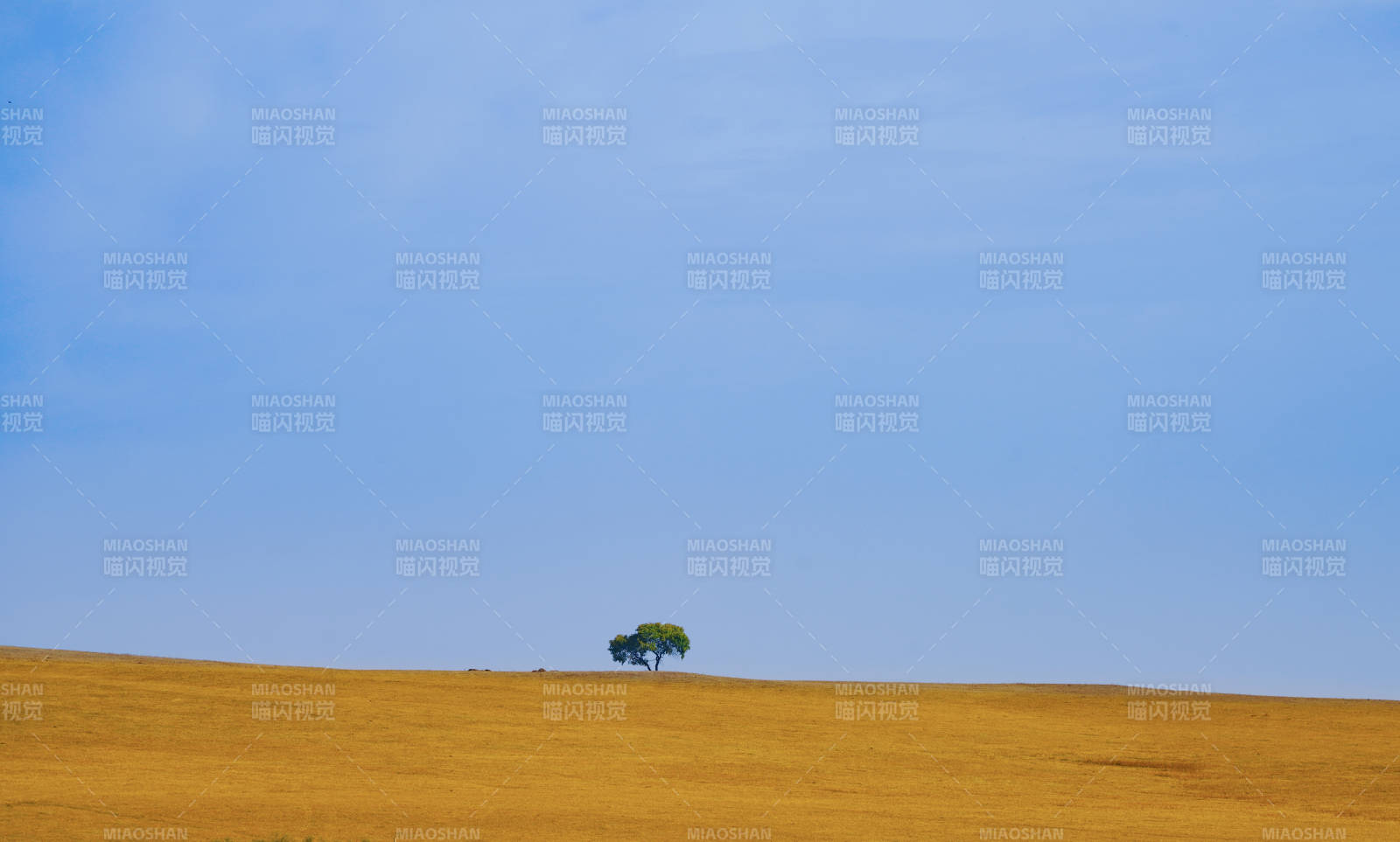 孤树旷野蓝空图片