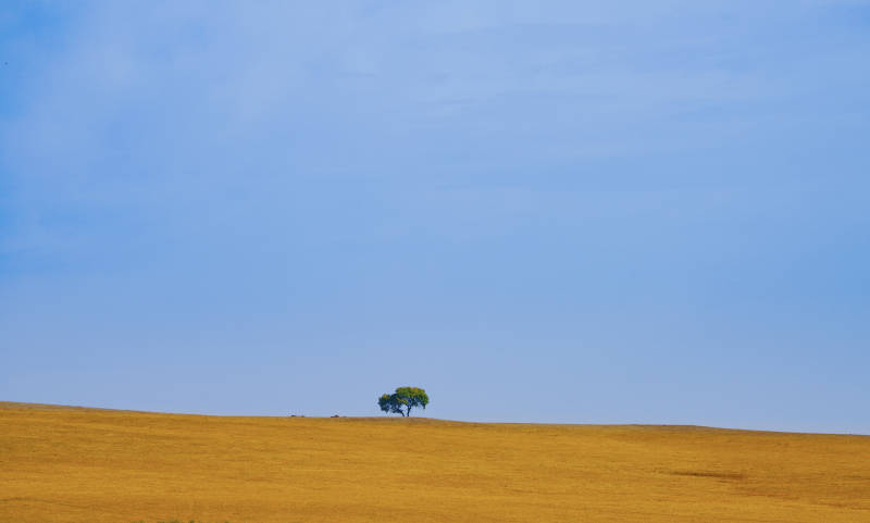 孤树旷野蓝空图片
