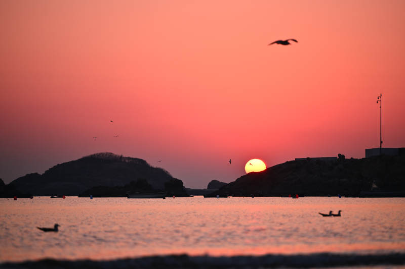 夕阳海鸟剪影图片