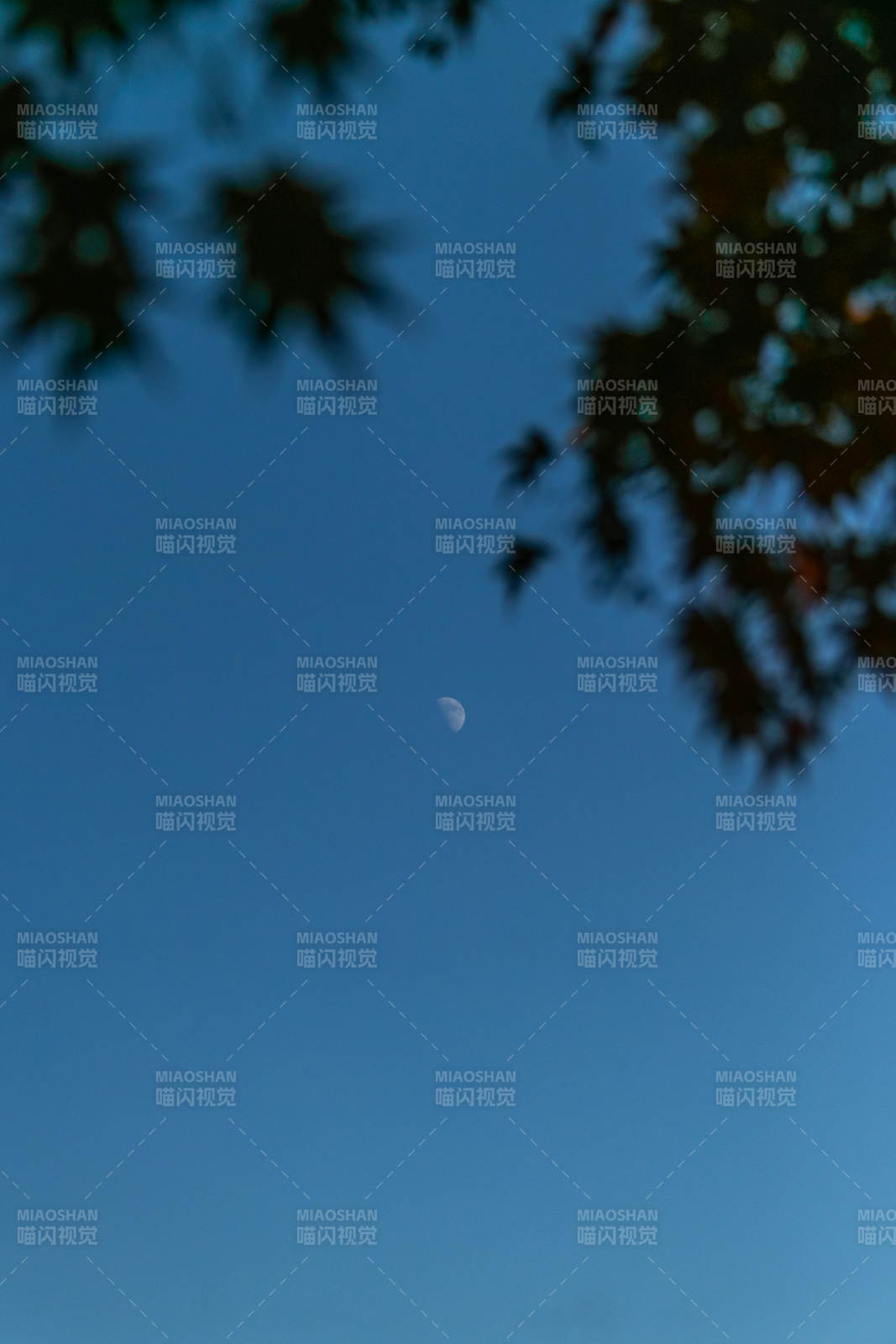 夜空中的弯月图片