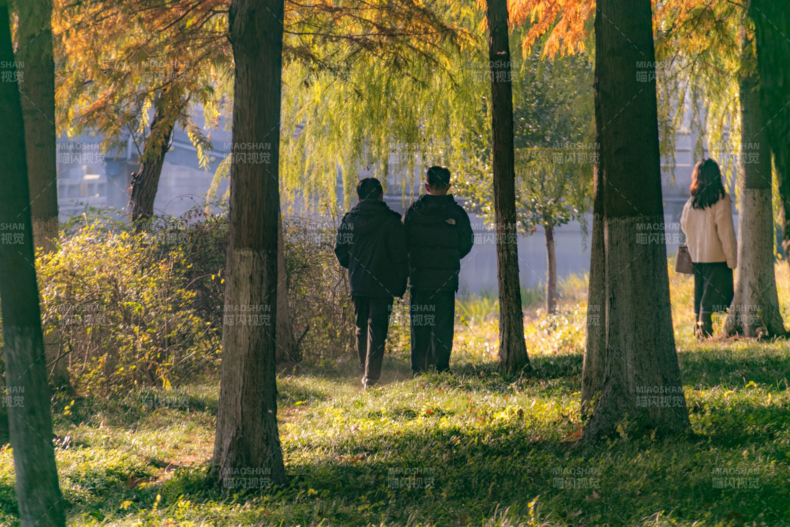 秋日林间散步图片