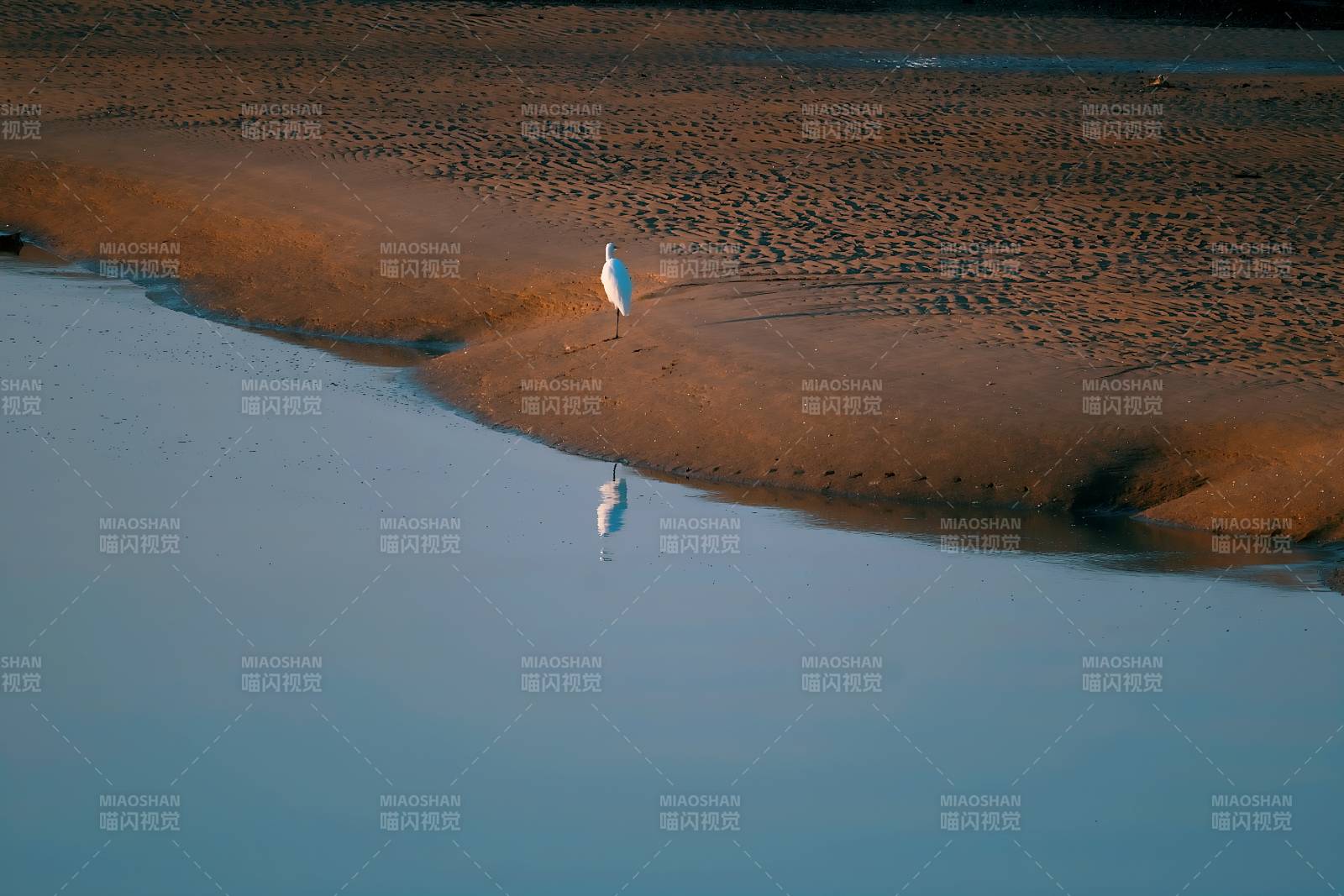 孤鹭静立水边图片