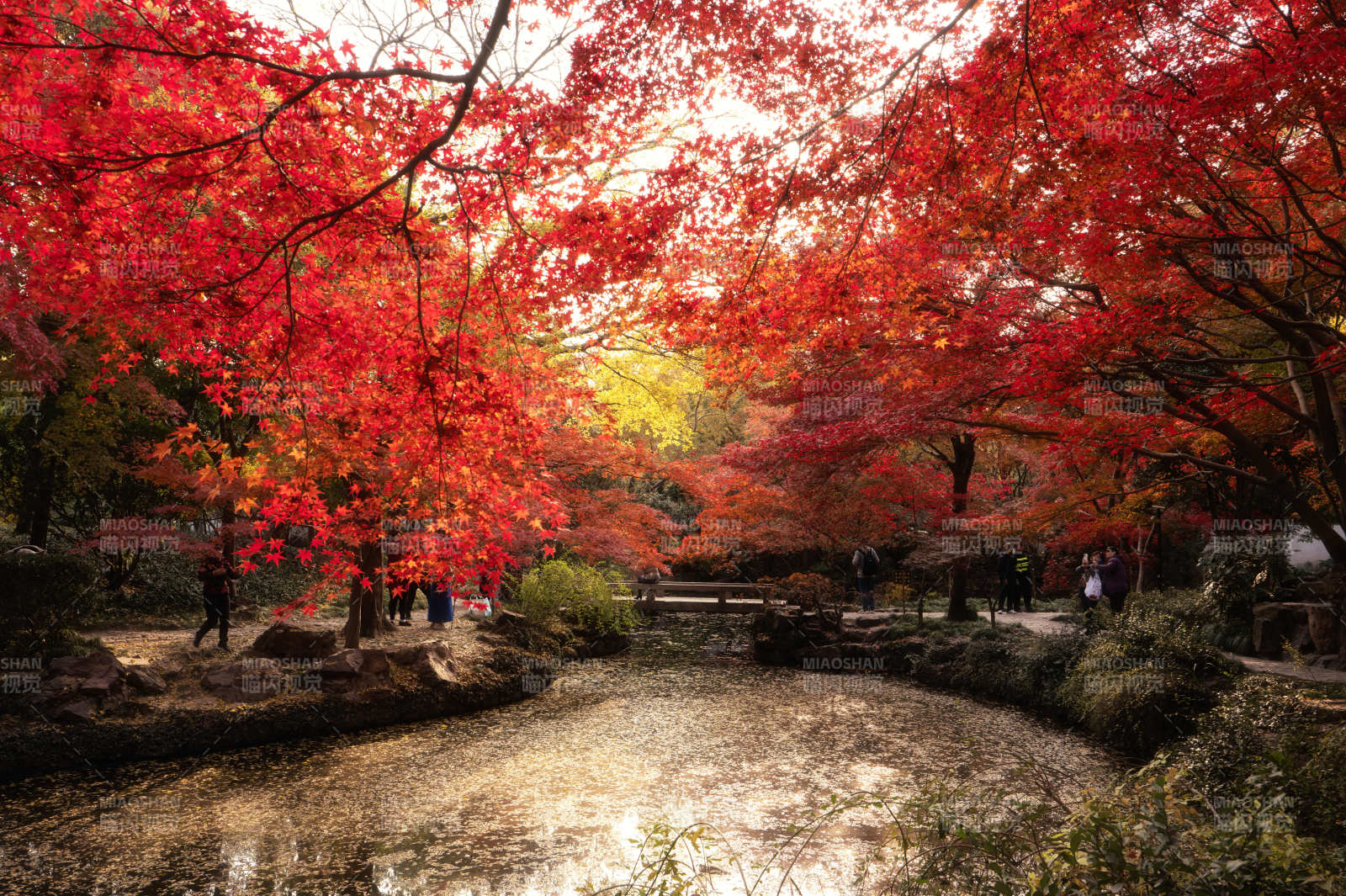 秋色满园红叶映水图片