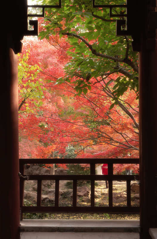 秋色映窗棂图片