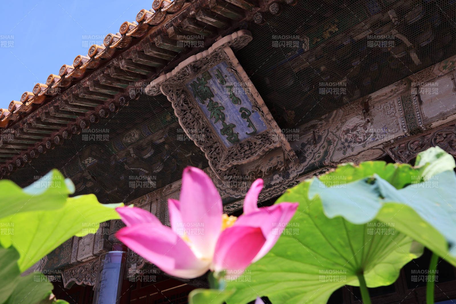 北京故宫古檐下的莲花图片