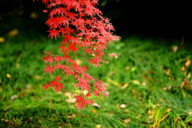 红枫映绿茵图片