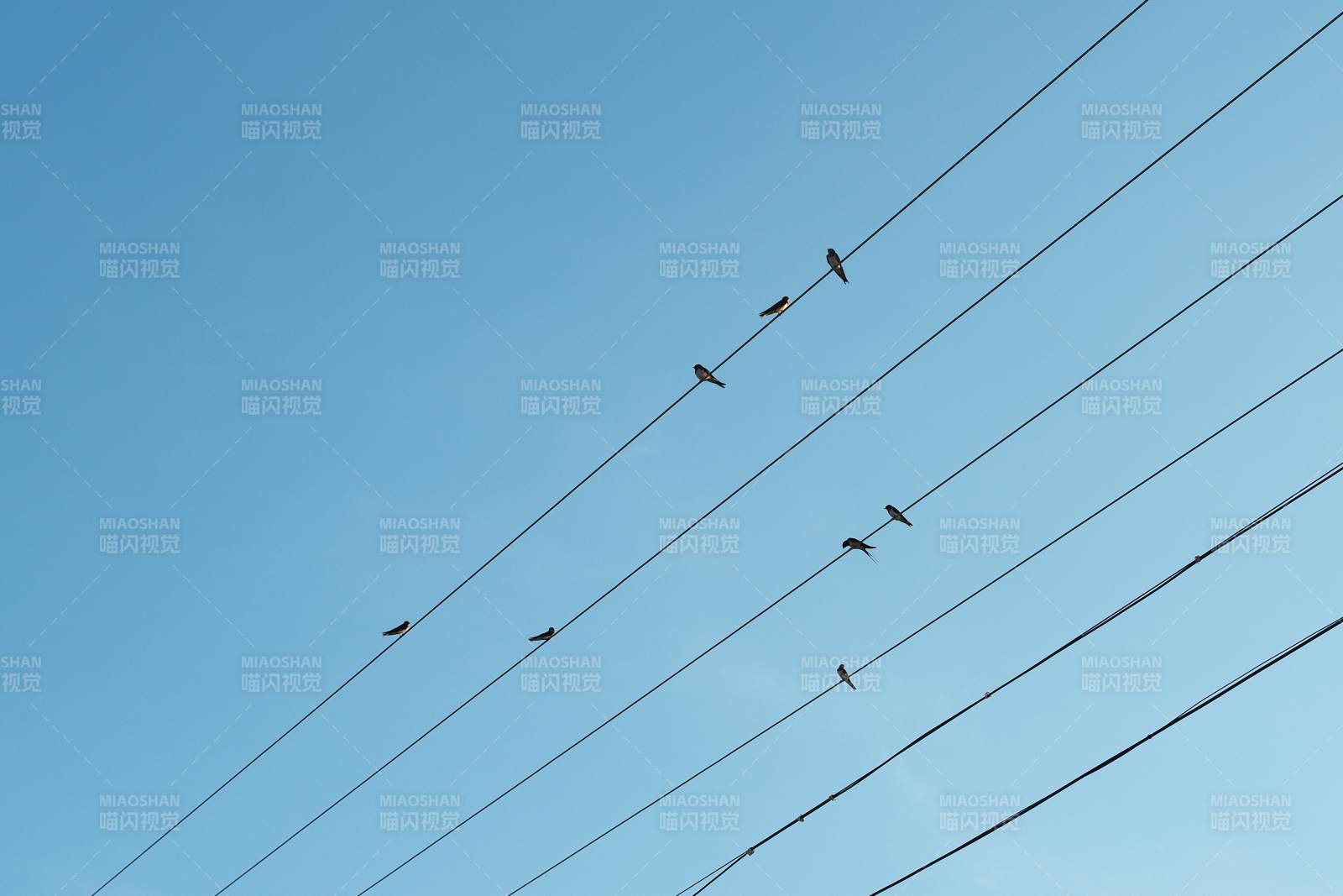 鸟栖电线 蓝天映衬图片
