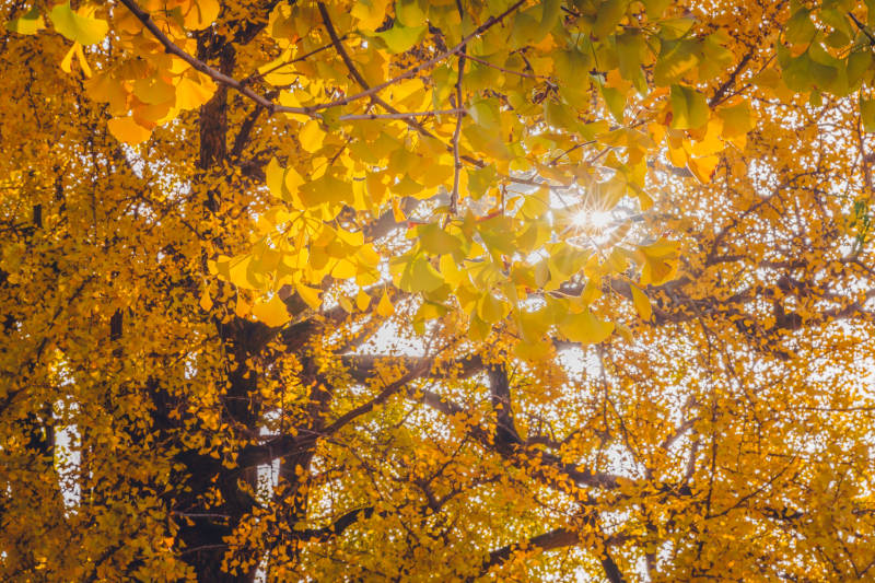 秋叶金黄映阳光图片