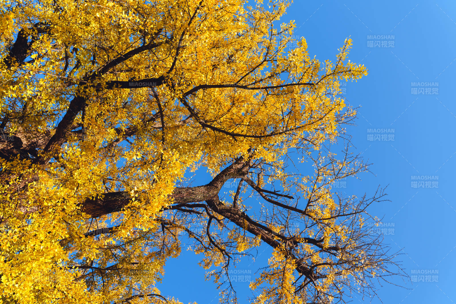 金秋树影蓝天图片