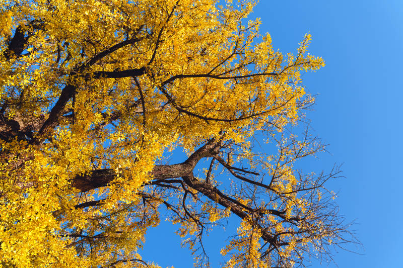 金秋树影蓝天图片