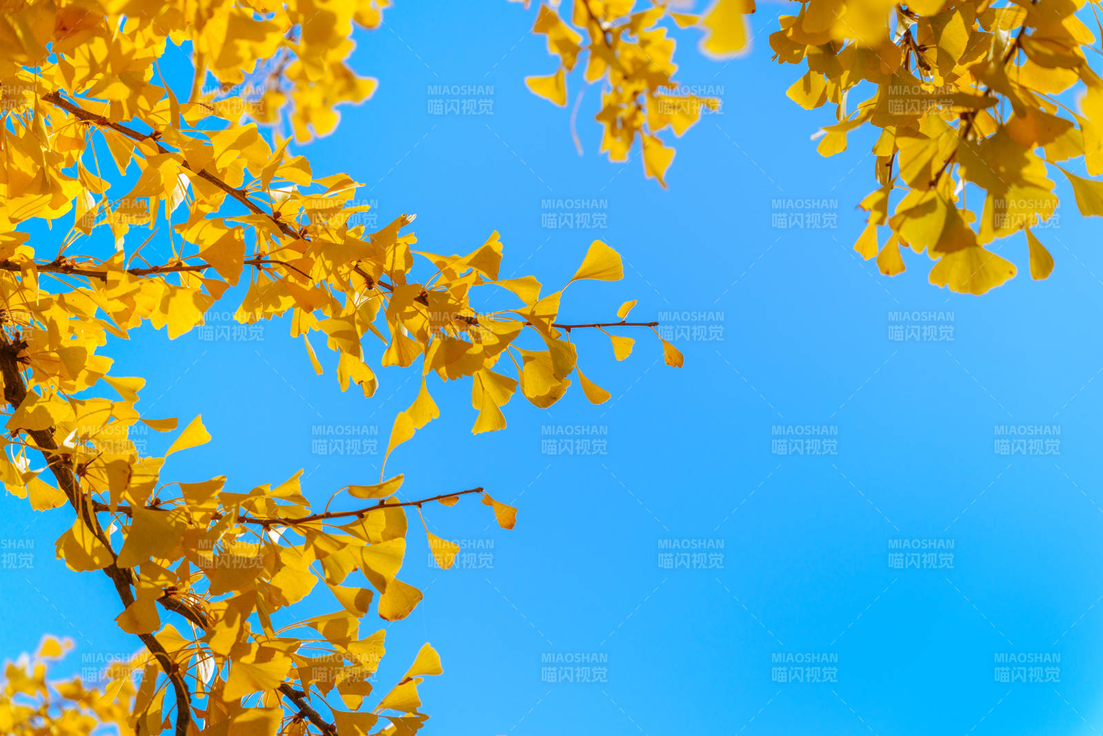秋叶映蓝天图片