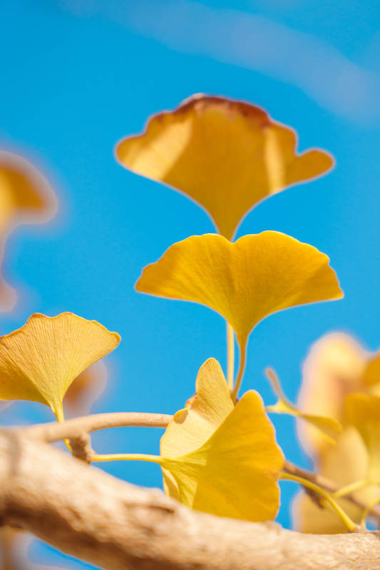 银杏叶黄映蓝天图片