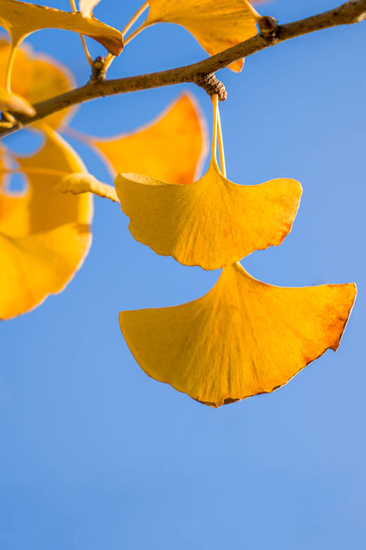 银杏叶黄映蓝天图片
