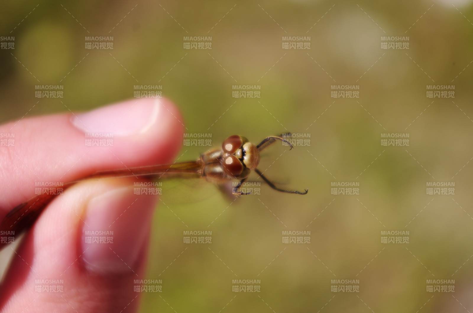 蜻蜓停驻指尖图片