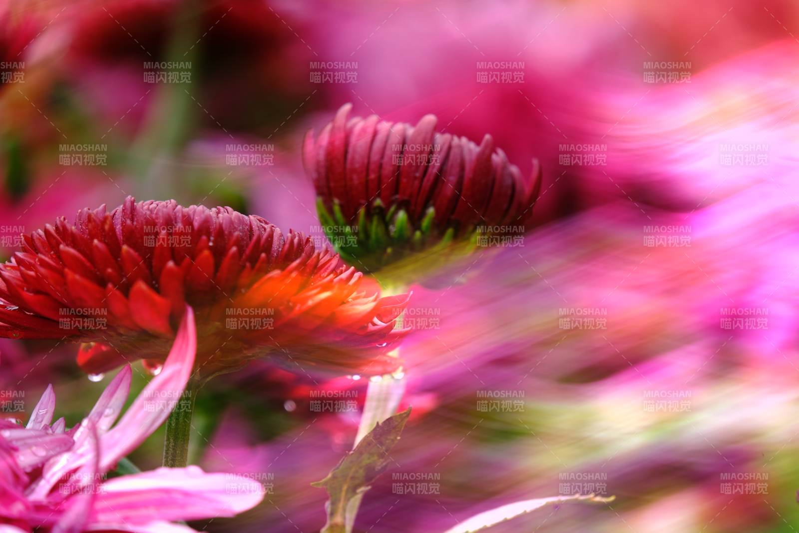 秋日花海绽放图片