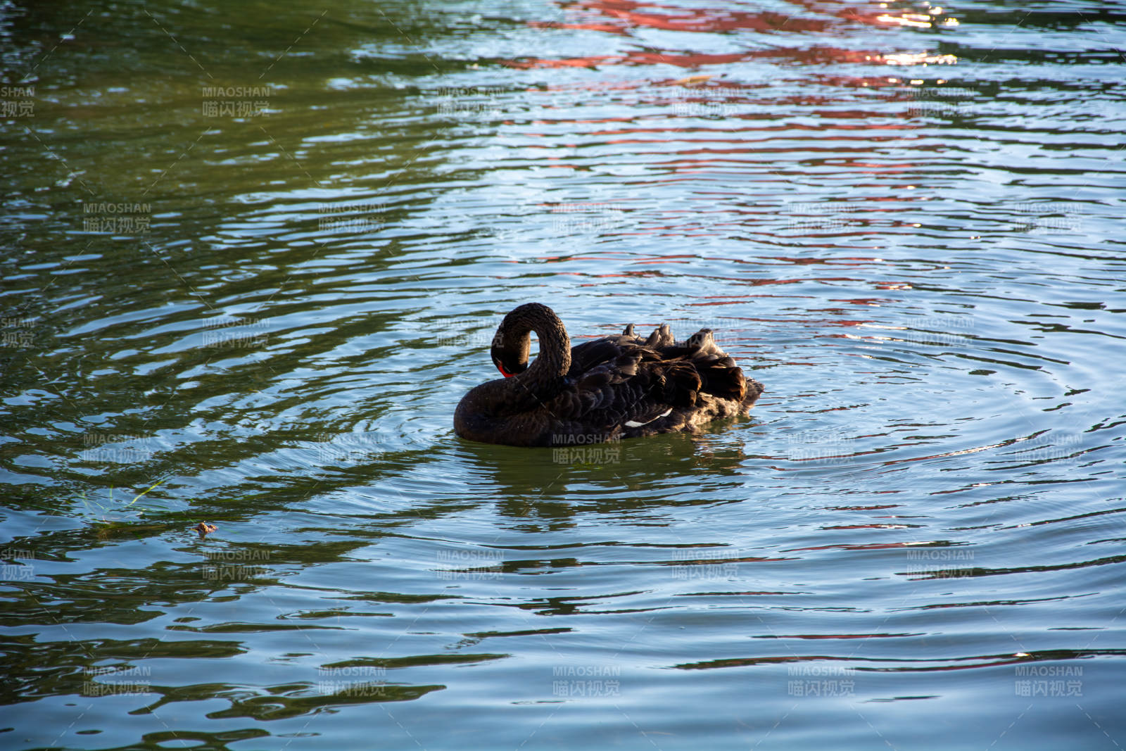 湖中天鹅戏水图片