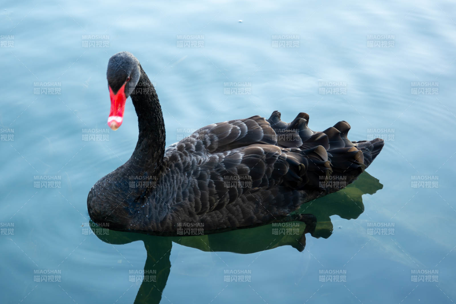 黑天鹅悠游湖面图片