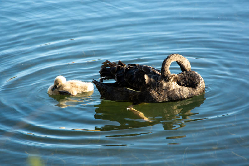 鸭妈妈与小鸭戏水图片