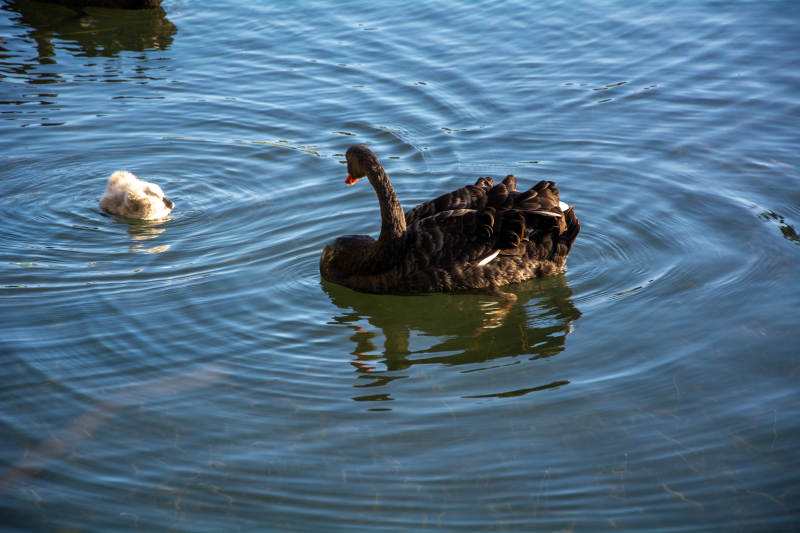 黑天鹅与雏鸟游湖图片