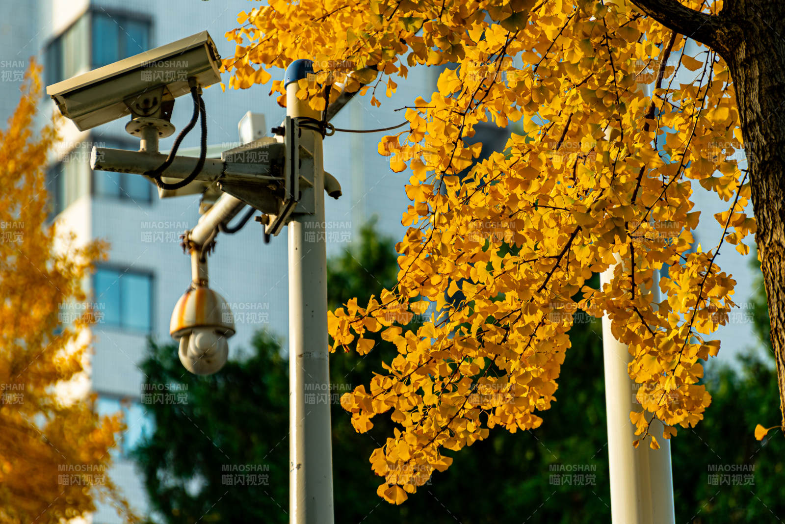 秋叶掩映监控杆图片