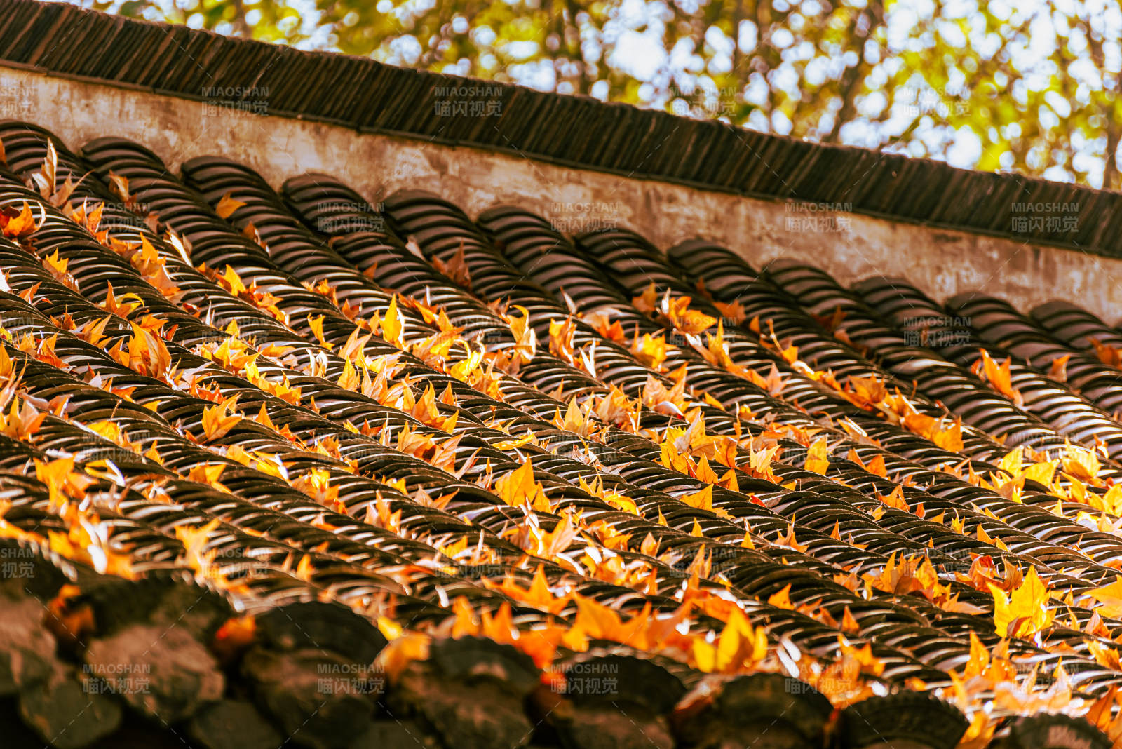 秋叶铺瓦顶图片