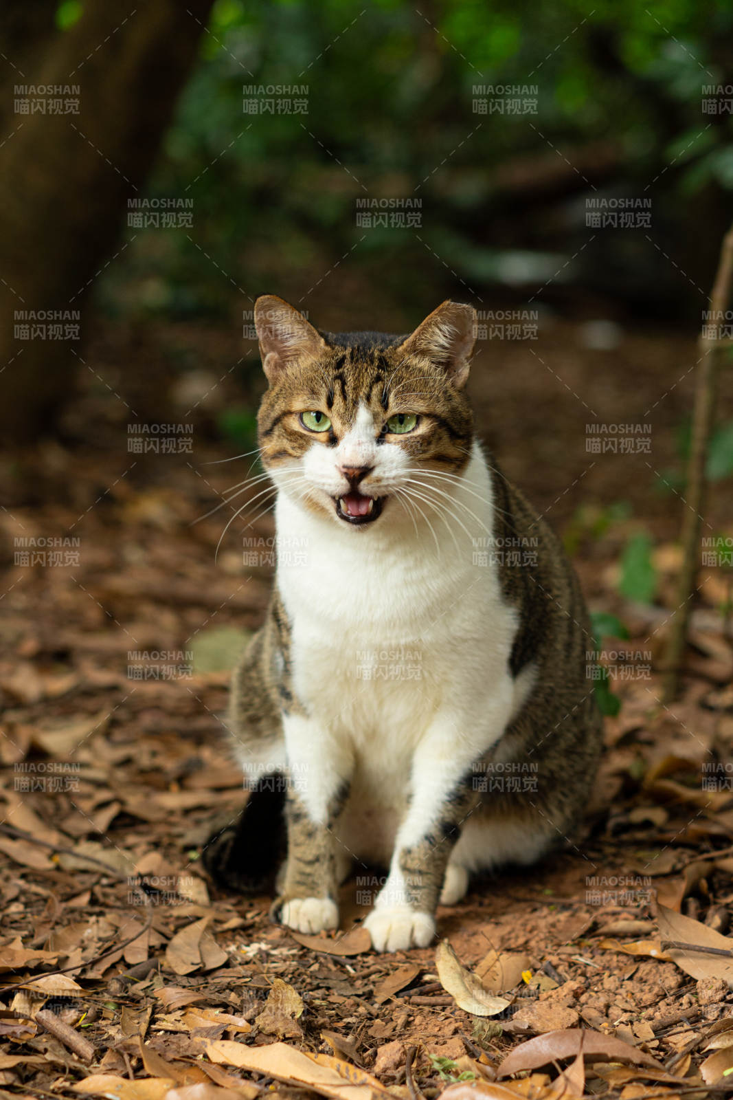 林间狸花猫图片