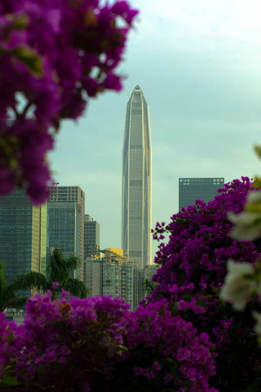 深圳莲花山遥望平安大厦图片